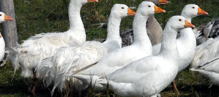 Cells from Hungarian frizzled geese were used in the study.