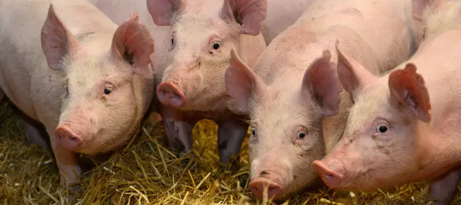 Four pigs gather at the front of their pen.