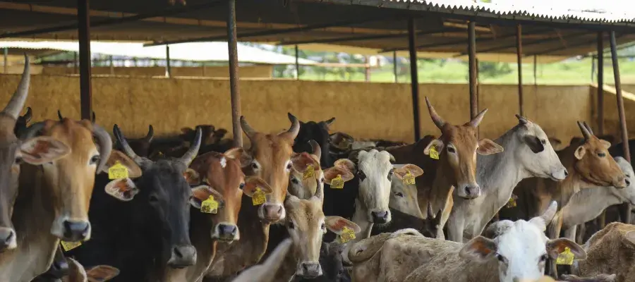 A herd of horned cattle stand under a canopy in the sun.