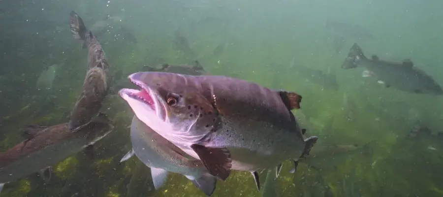 A school of salmon
