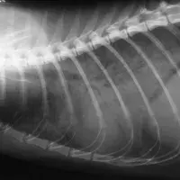 M. bovis tuberculosis in a 4-year old cat
