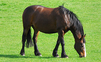 Horse in a field