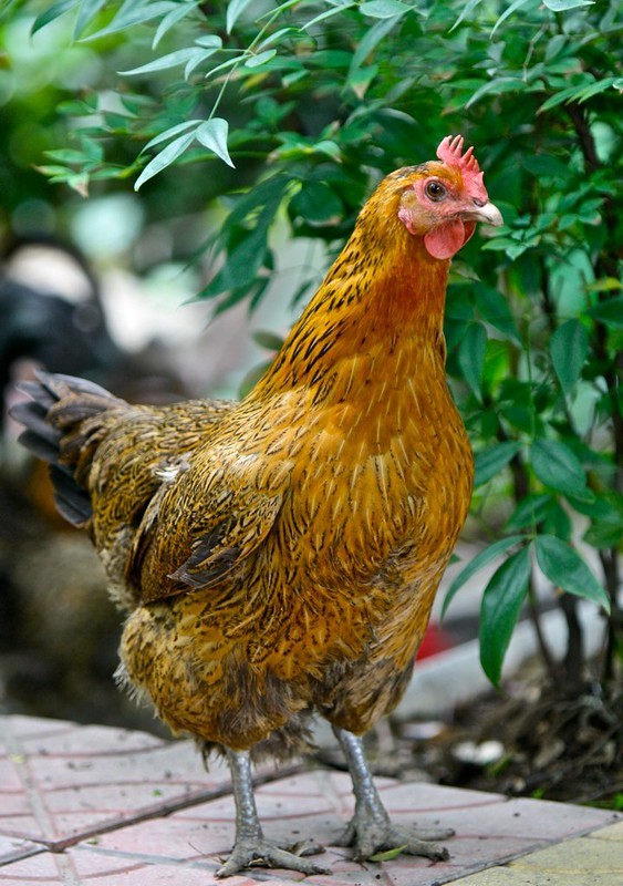 a healthy chicken