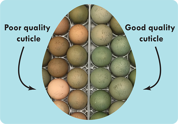 Egg tray photo