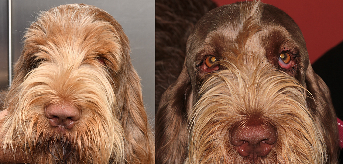 two pics of the same dog, one before surgery and one after