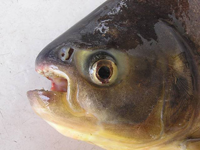 Piaractus mesopotamicus, popularly known as \"Pacu\"