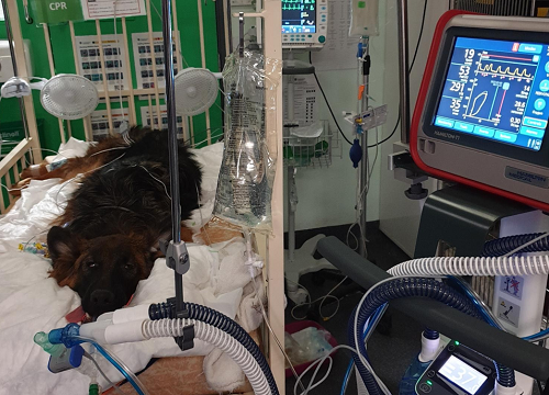 German Shepherd dog lying in hospital bed connected to ventilator